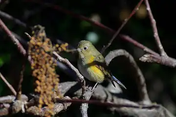 BORG60EDで撮影した野鳥・ルリビタキの写真画像