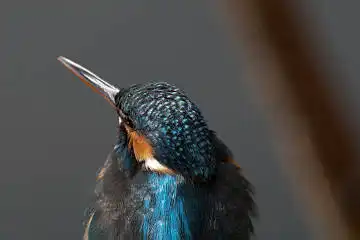 BORG71FLで撮影した野鳥・カワセミの写真画像