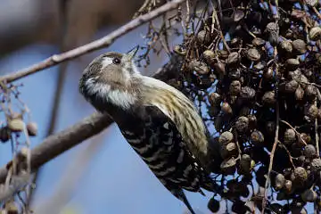 BORG71FLで撮影した野鳥・コゲラの写真画像