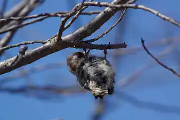 BORG71FLで撮影した野鳥・コゲラの写真画像
