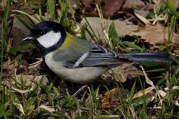 BORG71FLで撮影した野鳥・シジュウカラの写真画像