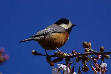 BORG71FLで撮影した野鳥・ヤマガラの写真画像