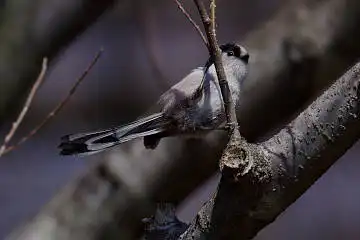 BORG71FLで撮影した野鳥・エナガの写真画像