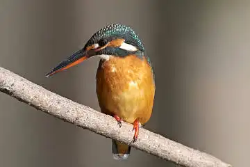 BORG71FLで撮影した野鳥・カワセミの写真画像