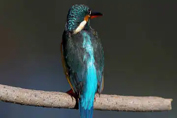 BORG71FLで撮影した野鳥・カワセミの写真画像