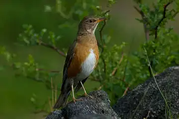 BORG 77EDⅡで撮影した野鳥・アカハラの写真画像