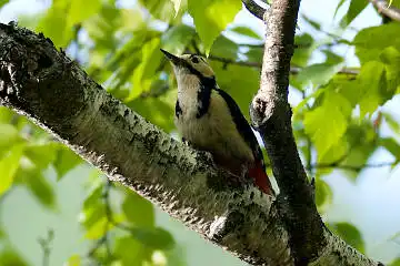 BORG 77EDⅡで撮影した野鳥・アカゲラの写真画像