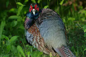 BORG 77EDⅡで撮影した野鳥・キジの写真画像