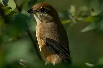 BORG 77EDⅡで撮影した野鳥・モズの写真画像