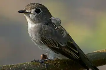 BORG 77EDⅡで撮影した野鳥・コサメビタキの写真画像