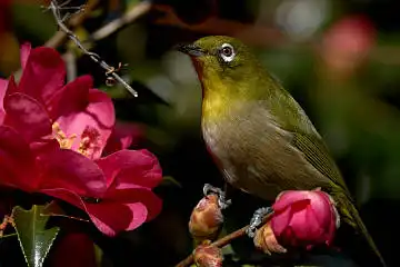 BORG 77EDⅡで撮影した野鳥・メジロの写真画像