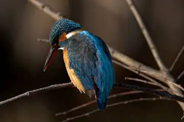 BORG 77EDⅡで撮影した野鳥・カワセミの写真画像