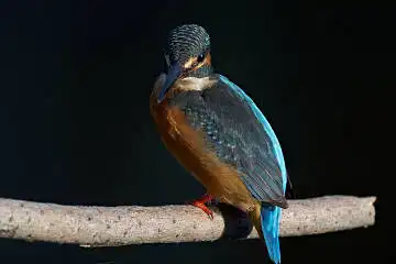 BORG 77EDⅡで撮影した野鳥・カワセミの写真画像