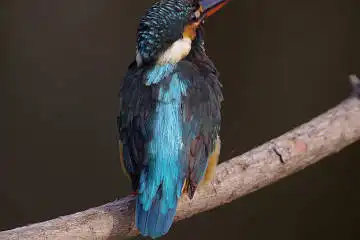 BORG 77EDⅡで撮影した野鳥・カワセミの写真画像