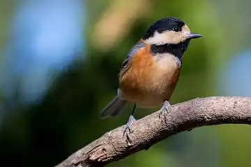 BORG89EDで撮影した野鳥・ヤマガラの写真画像