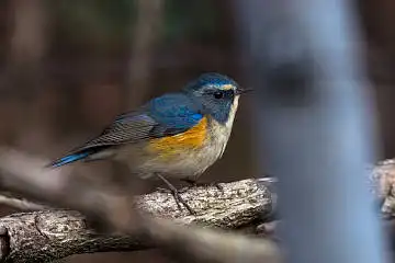 BORG89EDで撮影した野鳥・ルリビタキの写真画像