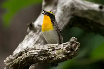 BORG89EDで撮影した野鳥・キビタキの写真画像