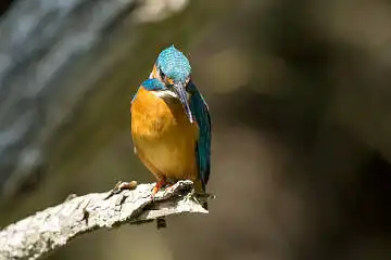 BORG89EDで撮影した野鳥・カワセミの写真画像