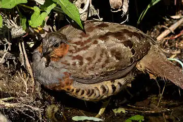 BORG89EDで撮影した野鳥・ゴジュケイの写真画像