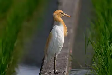 BORG89EDで撮影した野鳥・アマサギの写真画像