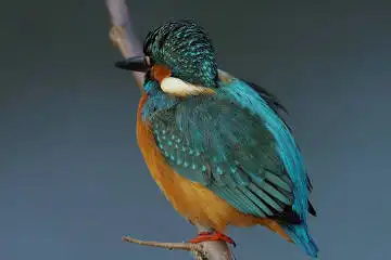 BORG90FLで撮影した野鳥・カワセミの写真画像