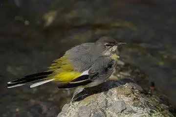 BORG90FLで撮影した野鳥・キセキレイの写真画像