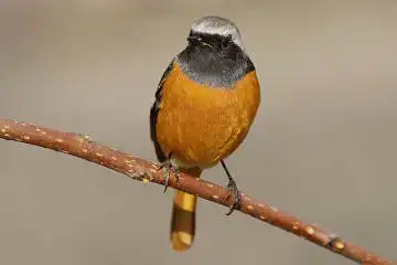 BORG90FLで撮影した野鳥・ジョウビタキの写真画像