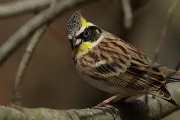 BORG90FLで撮影した野鳥・ミヤマホオジロの写真画像