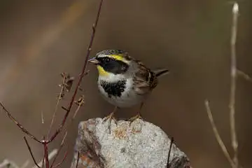BORG90FLで撮影した野鳥・ミヤマホオジロの写真画像