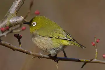 BORG90FLで撮影した野鳥・メジロの写真画像