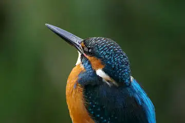 野鳥・カワセミの画像