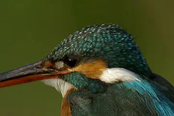 野鳥・カワセミの画像