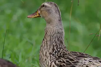BLANCA-70ED/野鳥写真。