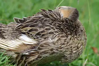 BLANCA-70ED/野鳥写真。