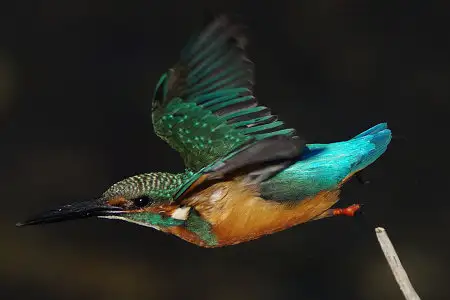 BLANCA-70ED/野鳥カワセミ写真。