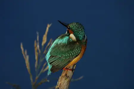 BLANCA-70ED/野鳥カワセミ写真。