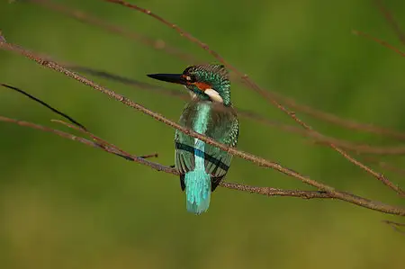 BLANCA-70ED/野鳥モズ写真。