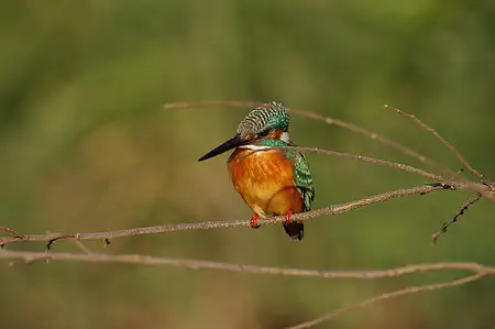 BLANCA-70ED/野鳥モズ写真。