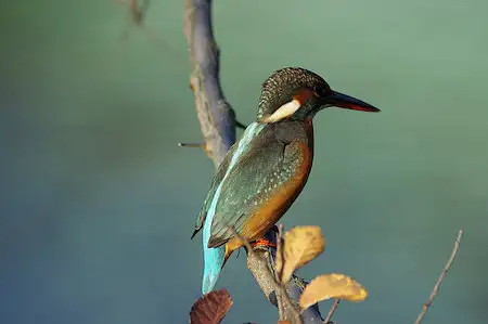 BLANCA-70ED/野鳥カワセミ写真。