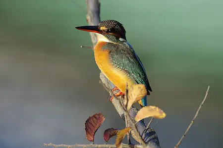 BLANCA-70ED/野鳥カワセミ写真。