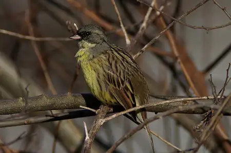 BLANCA-70ED/野鳥アオジ写真。