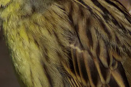 BLANCA-70ED/野鳥アオジ写真。