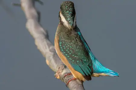 BLANCA-70ED/野鳥カワセミ写真。