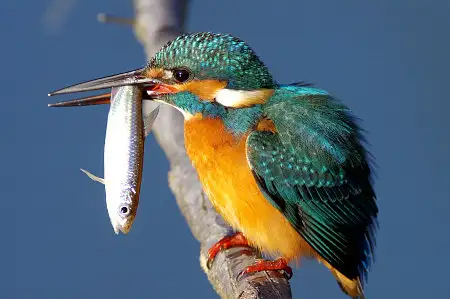 BLANCA-70ED/野鳥カワセミ写真。