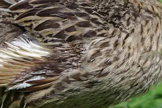 BLANCA-70ED/野鳥写真