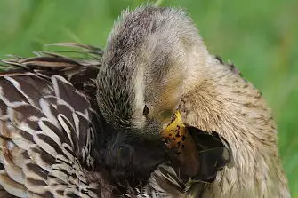 BLANCA-70ED/野鳥写真