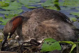 CAPRI-80ED/野鳥写真。