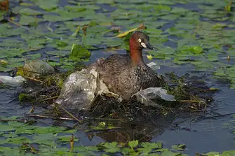 CAPRI-80ED/野鳥写真。