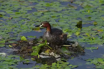 CAPRI-80ED/野鳥写真。
