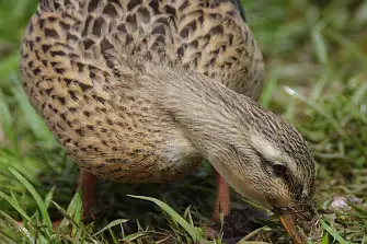 CAPRI-80ED/野鳥写真。